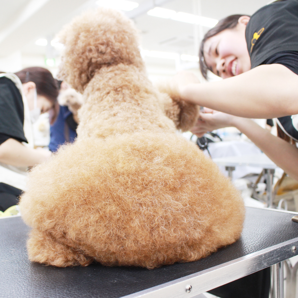 お客様の愛犬、うとうとシリーズ！